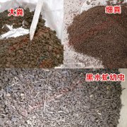 直线振动筛在黑水虻虫粪分离中的应用